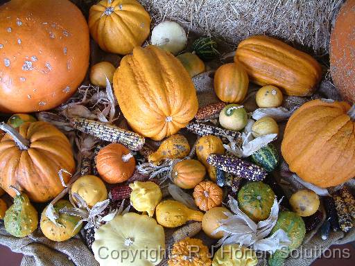 Pumpkin corn display 